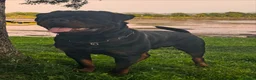Rottweiler dogs for stud: Alfie  - Advert 17