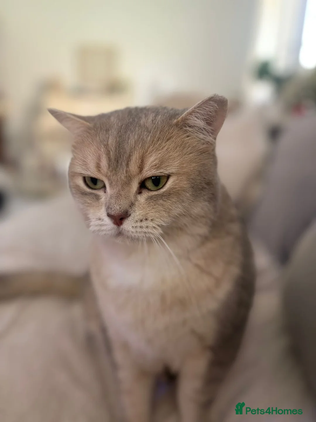 Domestic Shorthair cats for adoption: Little Max  - Advert 2