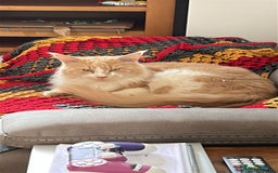 Maine Coon cats for stud: Apollo, Stud ready to find a Queen - Image 6