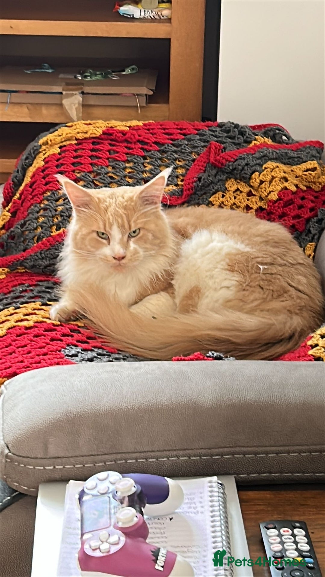 Maine Coon cats for stud: Apollo, Stud ready to find a Queen - Image 6