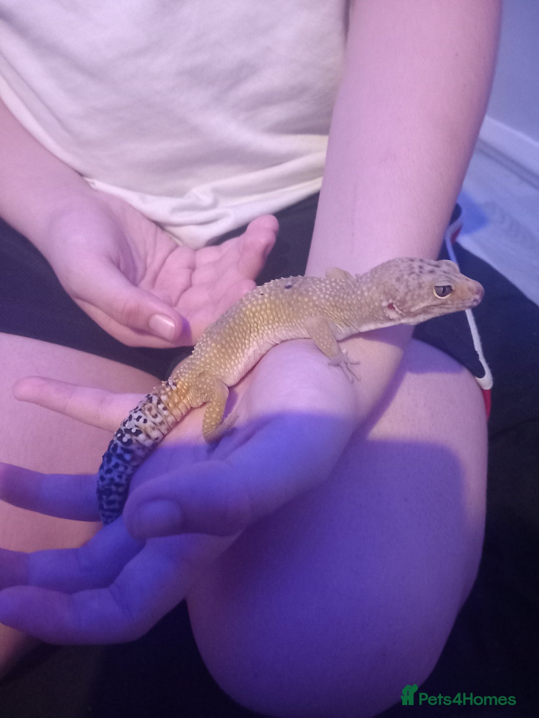 Gecko reptiles for sale: Leopard gecko  - Image 3
