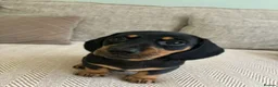 Miniature Dachshund dogs for sale: Miniature smooth haired dachshunds - Advert 6
