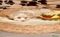Maltipoo dogs for sale: F1 Toy Maltipoo puppys   - Image 17