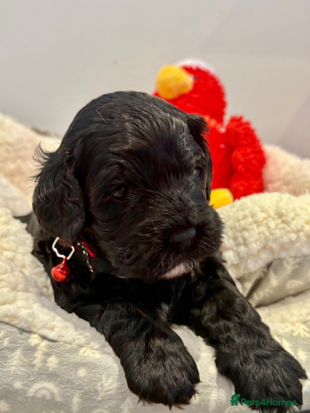 Cavapoo dogs for sale: Black Cavapoo F1 girl available 🐾👸 - Advert 2