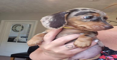 Miniature Dachshund dogs - Advert 12