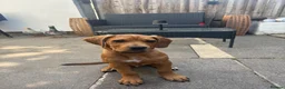 Mixed Breed dogs for sale: Lenny 14 week old cane corso x staffy pup - Advert 1