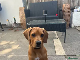 Mixed Breed dogs Lenny 14 week old cane corso x staffy pup - Advert 2