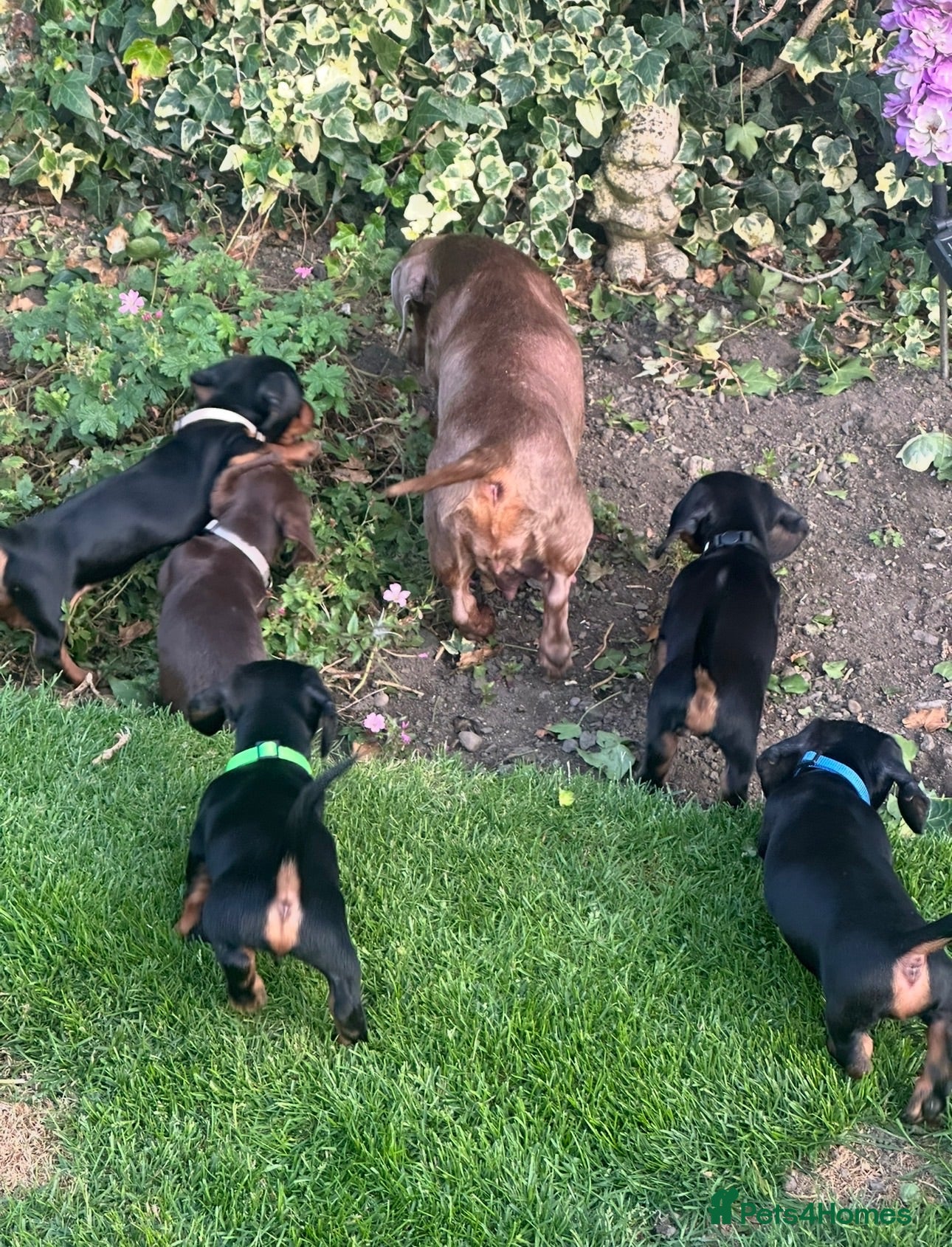 Miniature Dachshund dogs Gorgeous KC reg miniature dachshund puppies  - Advert 2