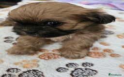 Zuchon dogs for sale: Shichon/Zuchon male puppy - Image 3