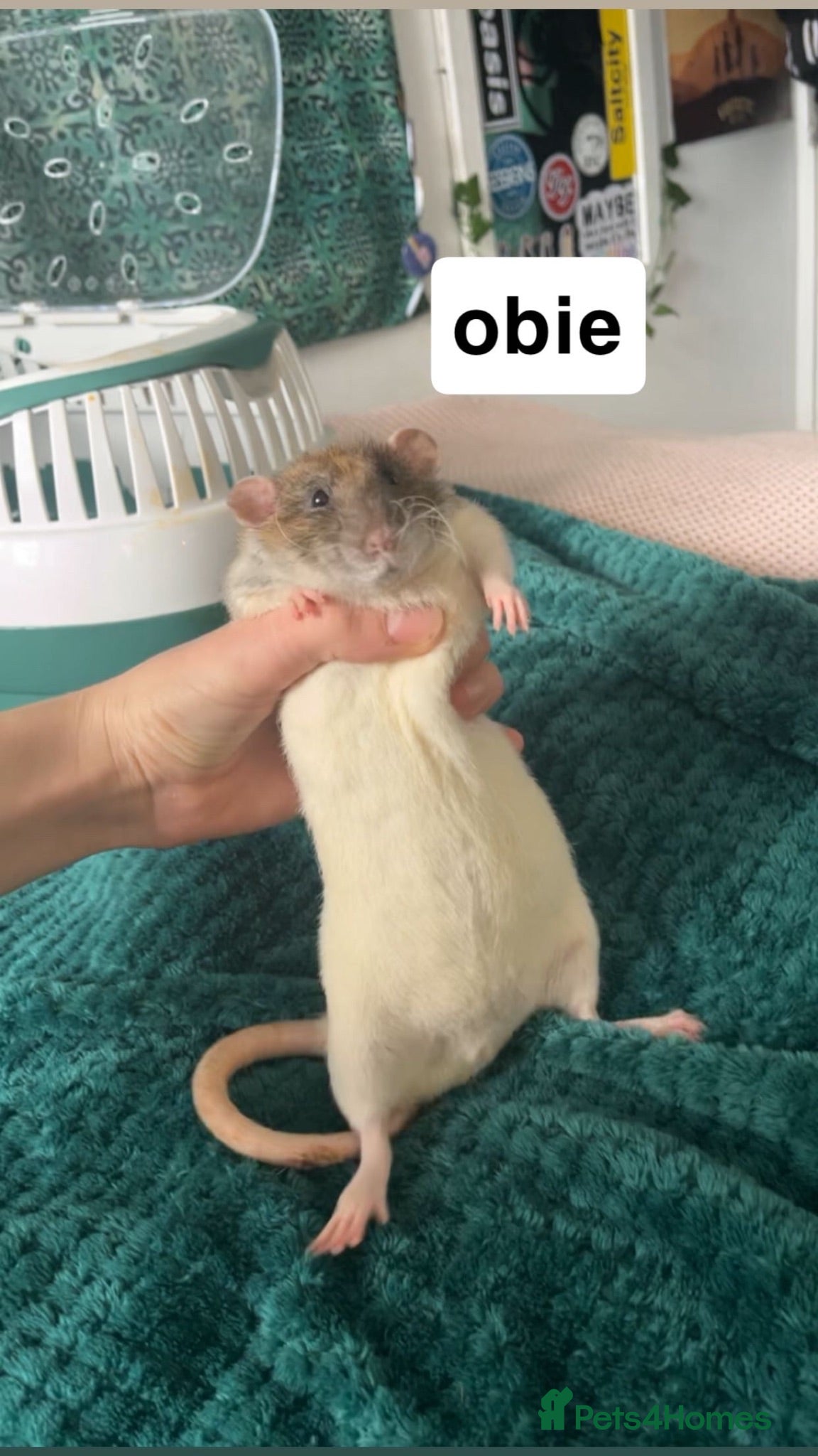 Rat rodents Male rats for rehome  - Advert 1