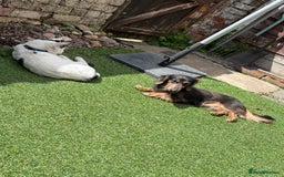 Miniature Dachshund dogs for stud: KC Blue Cream Long Hair Miniature Dachshund Stud  - Image 6