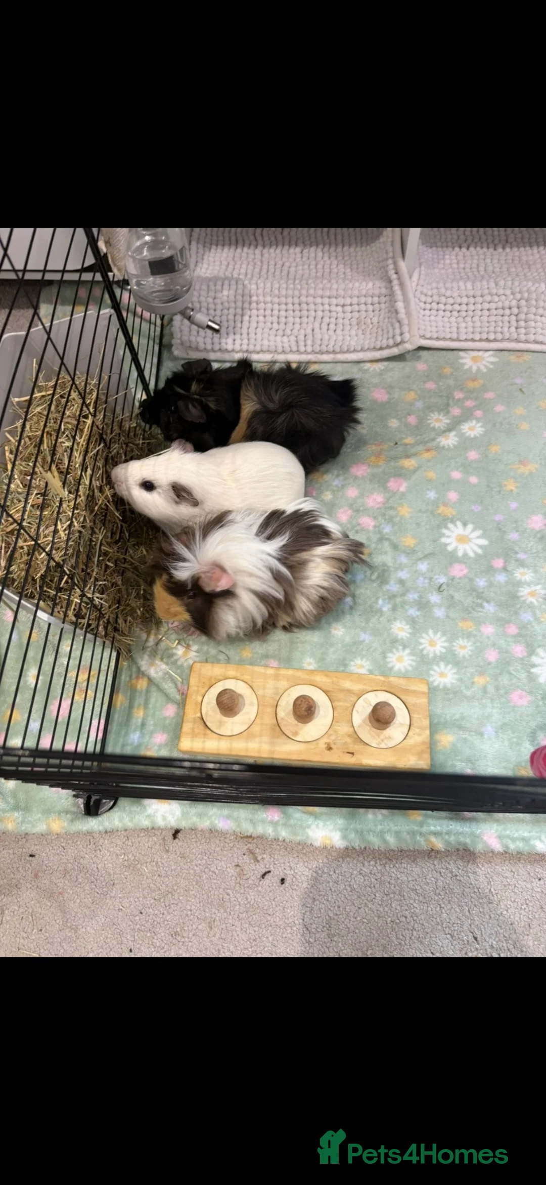 Guinea Pig rodents for sale: 3 male guinea pigs&full kit+extras in Pontefract - Advert 2