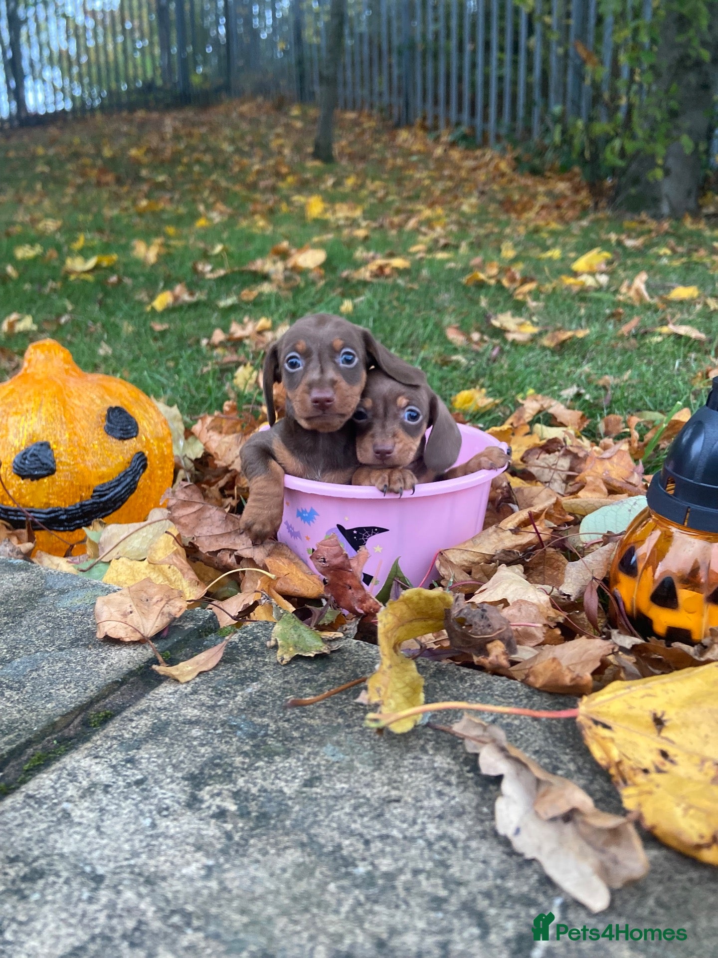 Miniature Dachshund dogs Miniature Dachshund  - Advert 6