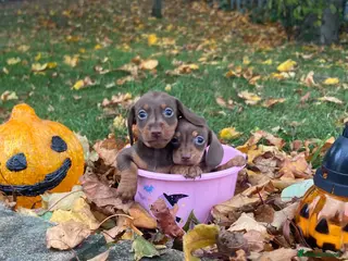Miniature Dachshund dogs Miniature Dachshund - Advert 1