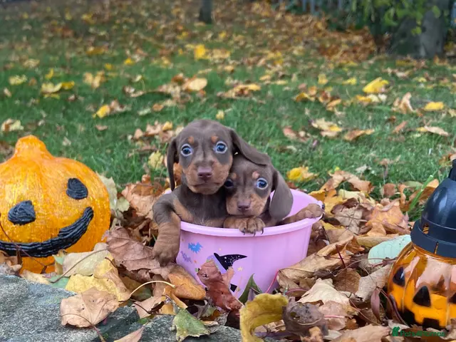Miniature Dachshund dogs for sale: Miniature Dachshund - Advert 19