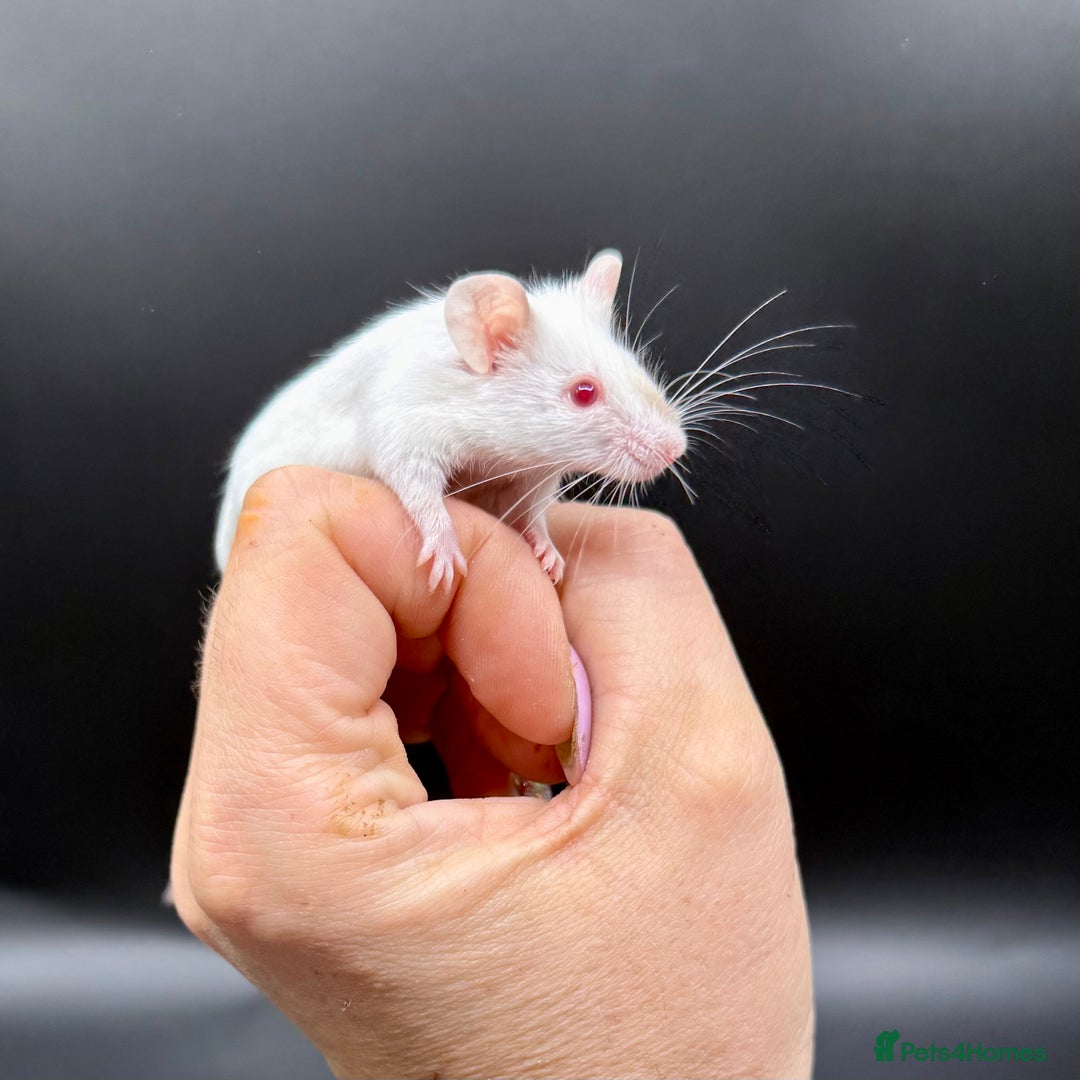 Mouse rodents for sale: Fancy Mice - Standard, Rex, Double Rex (Hairless)  - Image 8
