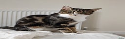 Mixed Breed cats for sale: Bonded pair of 1 year old kittens - Advert 4