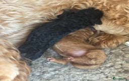 Cockapoo dogs for sale: Toy cockapoo  - Image 14