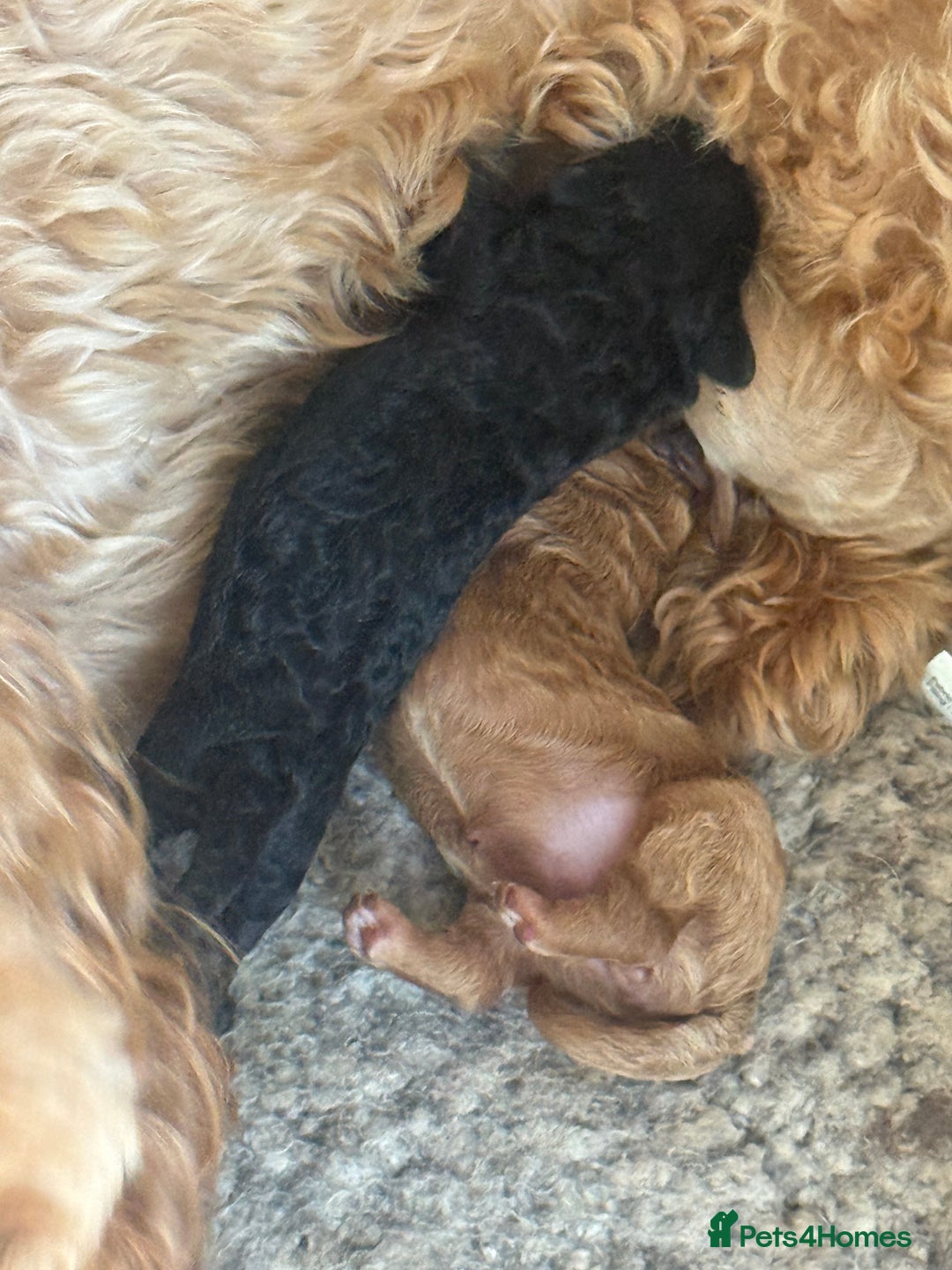 Cockapoo dogs for sale: Toy cockapoo  - Image 14