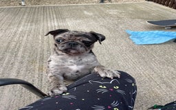 Pug dogs for sale: Beautiful female Pug - Image 6