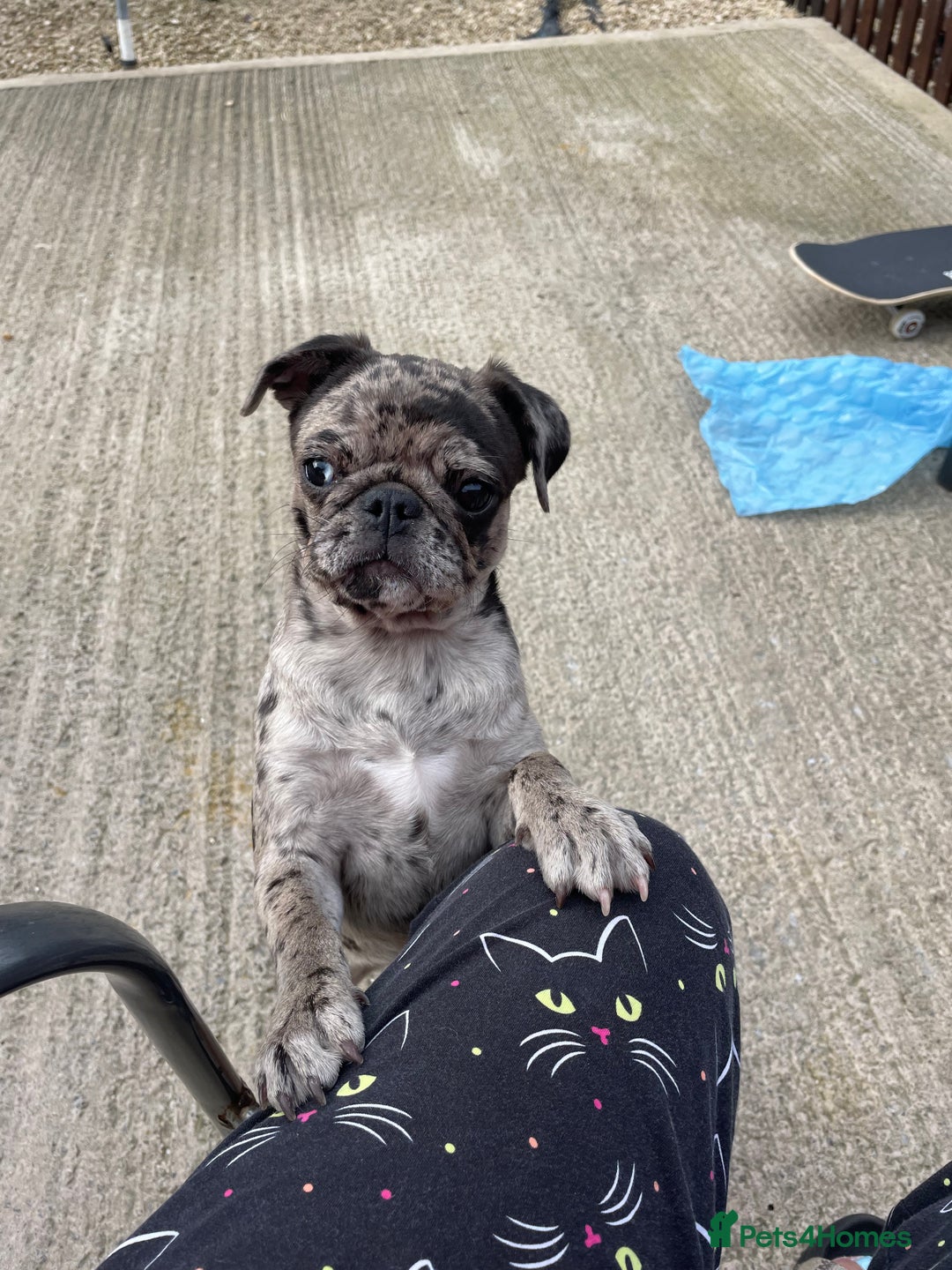 Pug dogs for sale: Beautiful female Pug - Image 6