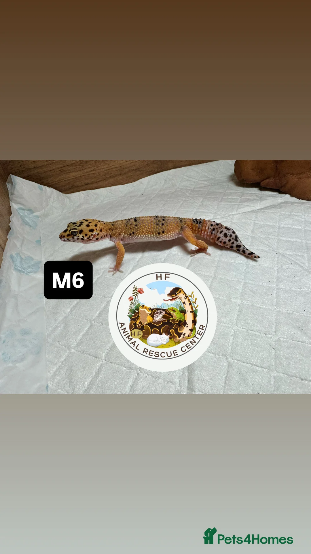 Gecko reptiles for sale: Lizards for rehome  - lot to choose from  in Nottingham - Advert 18