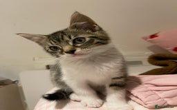 British Longhair cats for sale: 2 ADORABLE FLUFFY BRITISH LONGHAIR KITTENS LEFT!!! - Image 5