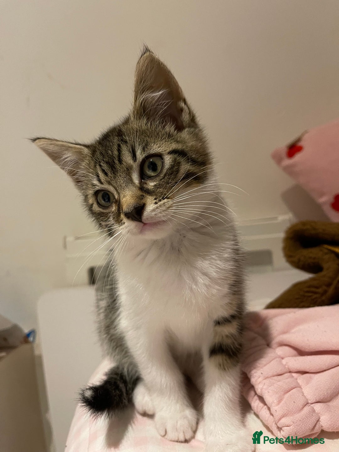 British Longhair cats for sale: 2 ADORABLE FLUFFY BRITISH LONGHAIR KITTENS LEFT!!! - Image 5