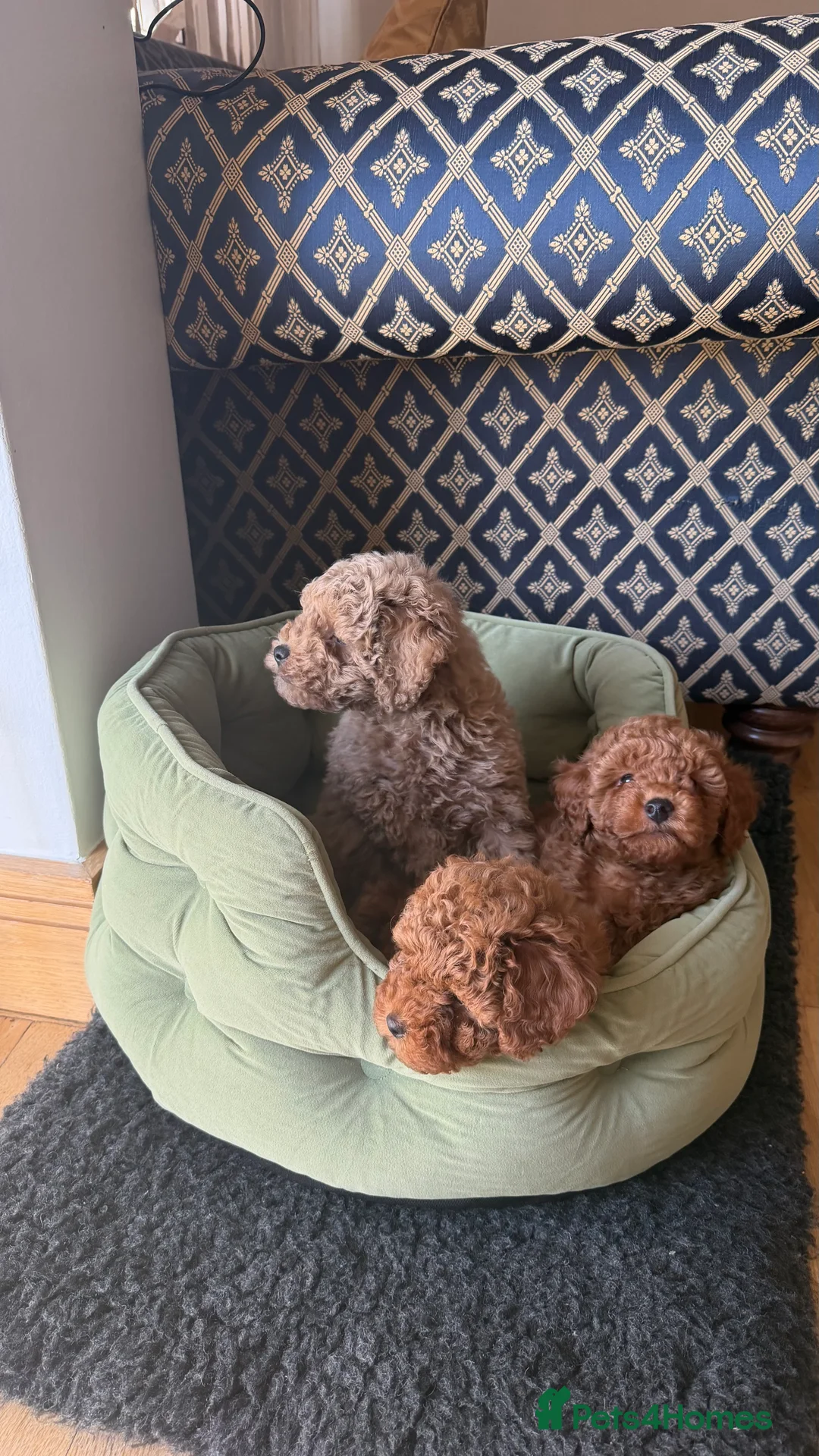 Maltipoo dogs for sale: Beautiful red multipoo for sale 2 boys 1 girl - Advert 1