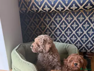 Maltipoo dogs Beautiful red multipoo for sale 2 boys 1 girl - Advert 1