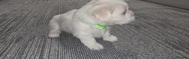 Maltese 2