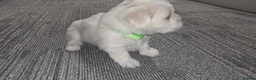 Maltese dogs for sale: Maltese puppies - Advert 4