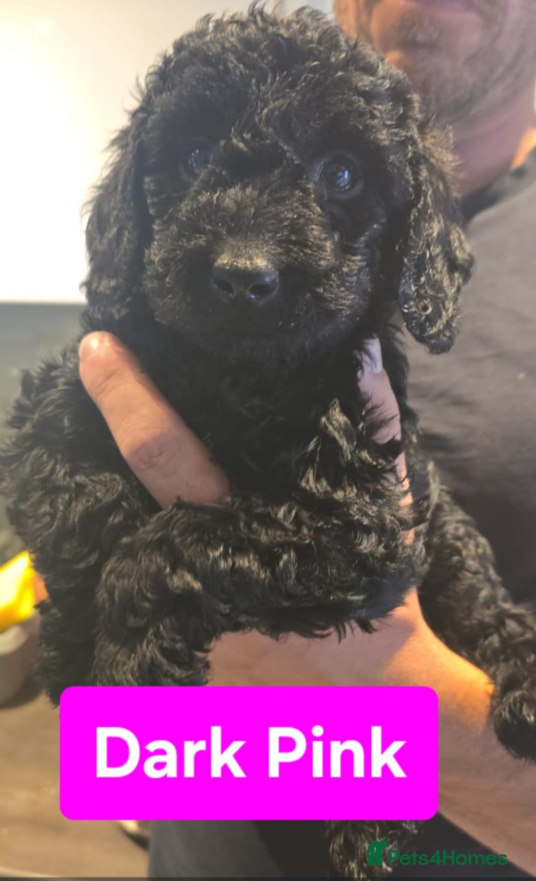 Double Doodle dogs for sale: Adorable Double Doodle puppies from family home - Image 6