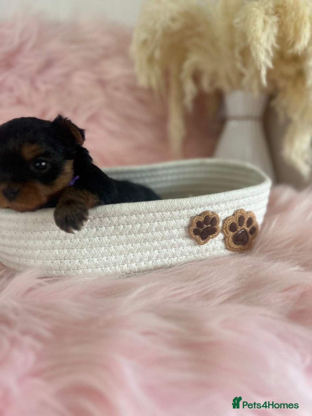 Yorkshire Terrier dogs for sale: 4 boys available  in London - Image 7