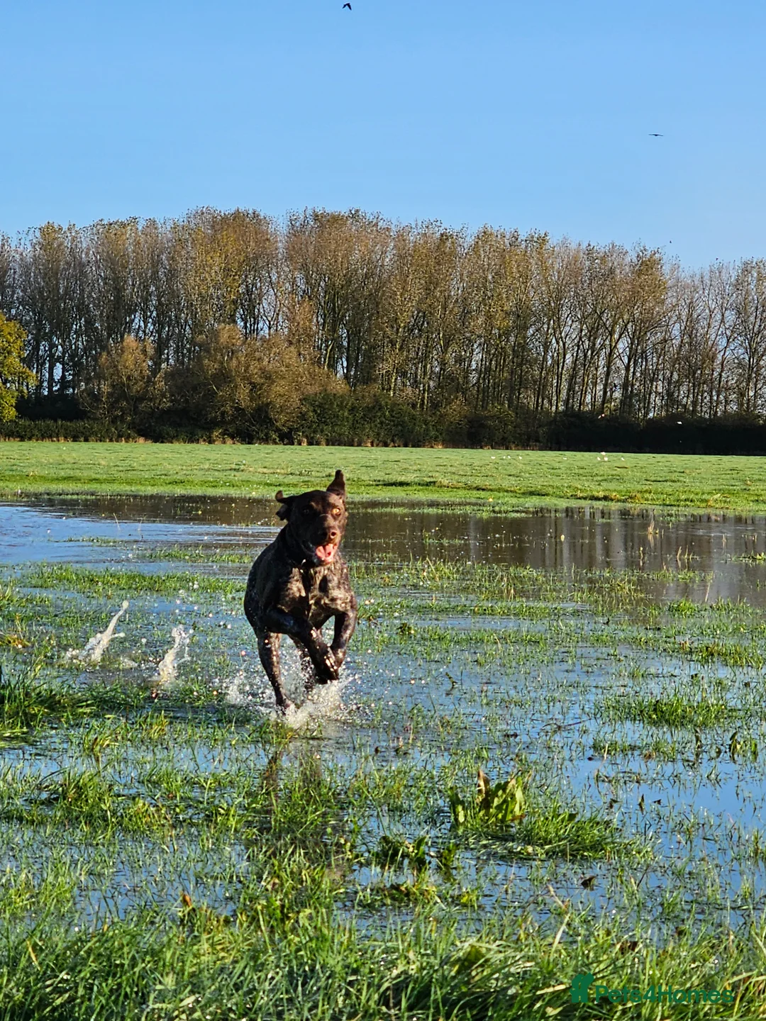 German Shorthaired Pointer dogs for stud: German shorthaired pointer for stud  - Advert 4