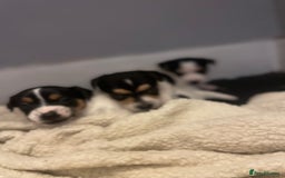 Jack Russell dogs for sale: Jack russell puppies - Image 6