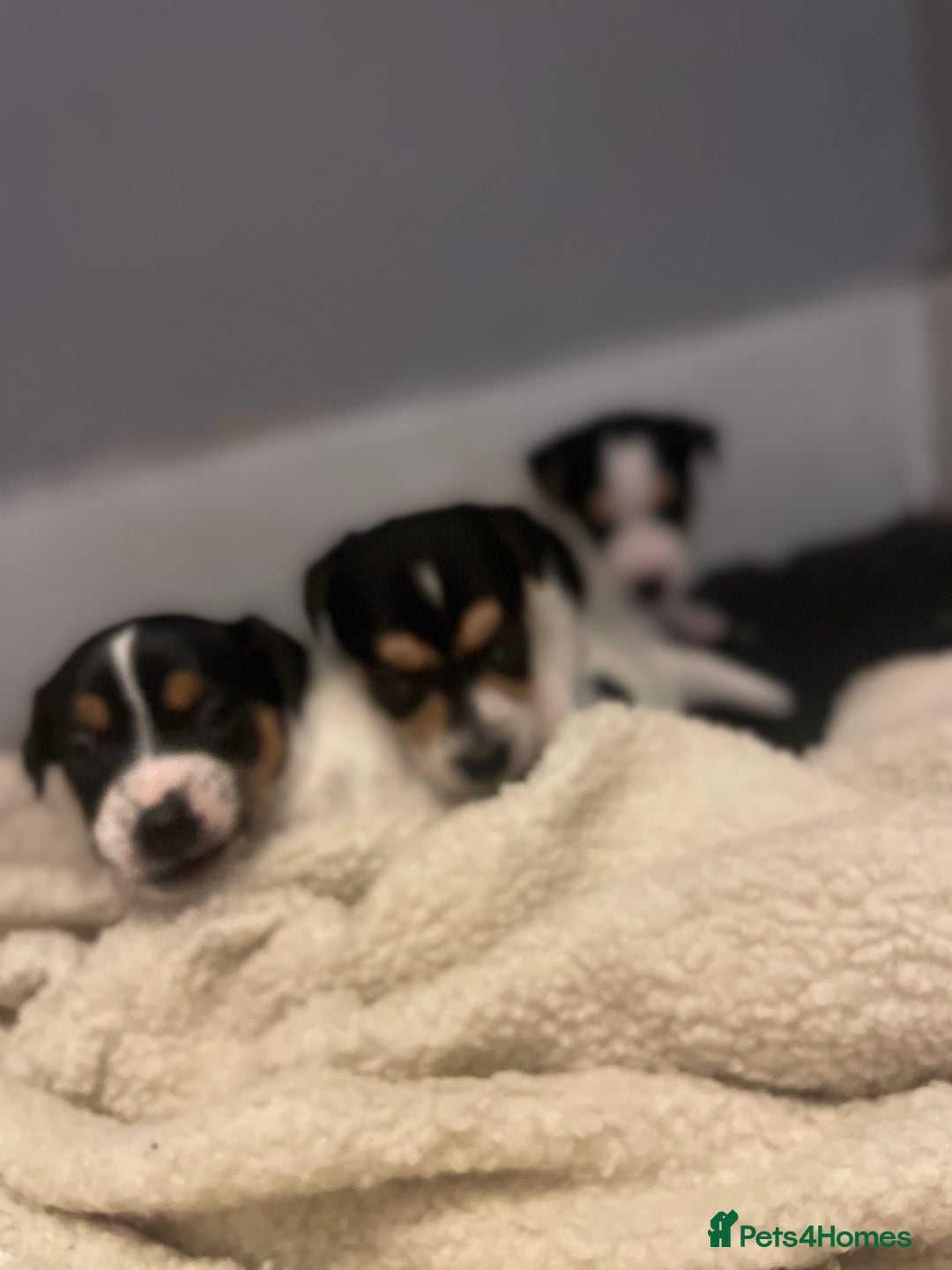 Jack Russell dogs for sale: Jack russell puppies - Image 6