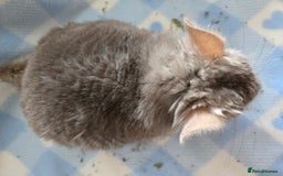 Chinchilla rodents for sale: Young adult and baby chinchillas RPA/RPAC - Image 14