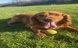 Cockapoo dogs for sale: Gorgeous cockapoo puppies F1B - Image 18