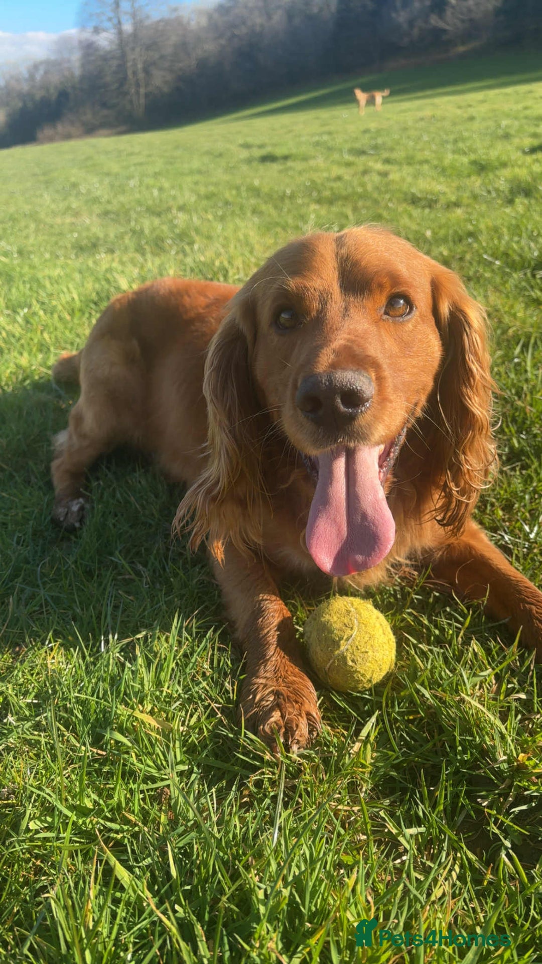 Cockapoo dogs for sale: Gorgeous cockapoo puppies F1B - Image 18