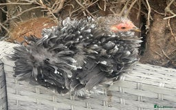 Netherland Dwarf rabbits for sale: Stunning Group of Young Pekin Bantams - Image 4