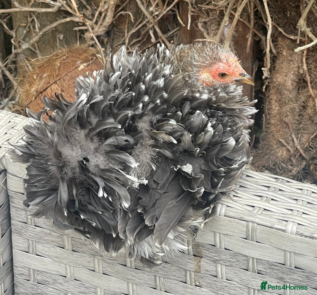 Netherland Dwarf rabbits for sale: Stunning Group of Young Pekin Bantams - Image 4