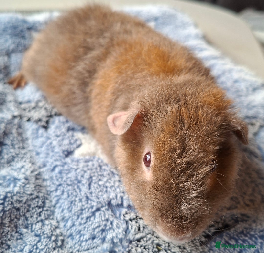 Guinea Pig rodents for sale: Gorgeous male and female Pure Teddy Guinea pigs  - Advert 4