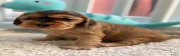 Cocker Spaniel dogs for sale: Champion Bloodline KC Show Cocker Spaniel Puppies  - Advert 18