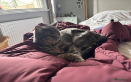 Domestic Shorthair cats for sale: OLDER kittens up for ADOPTION - Image 4