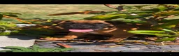 Boxer dogs for sale: Boxer pups  - Advert 4