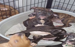 Mixed Breed dogs for sale: Presa/American Johnson bulldog - Image 19