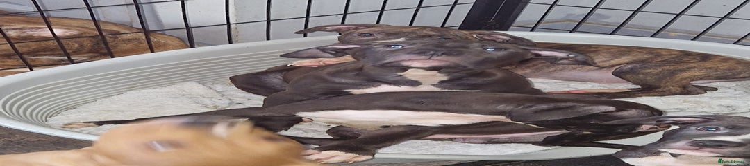 Mixed Breed Puppy 5