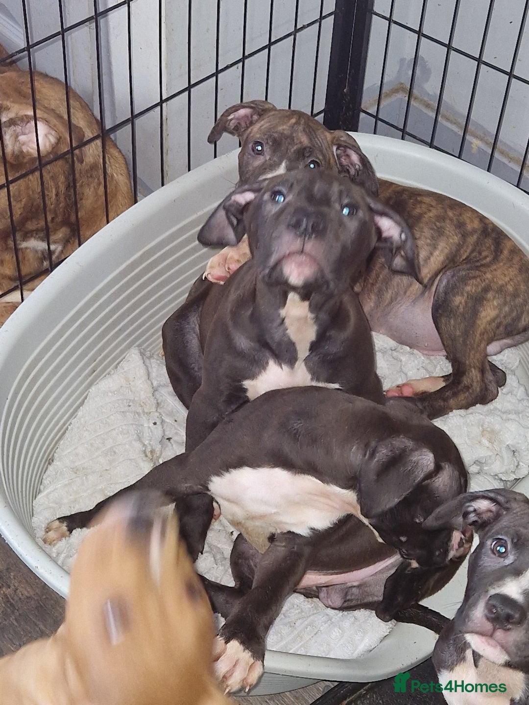 Mixed Breed dogs for sale: Presa/American Johnson bulldog - Image 19