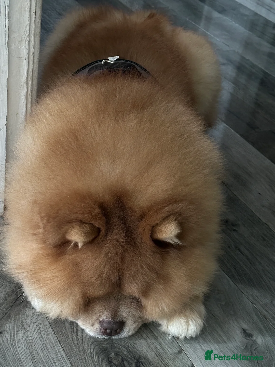 Chow Chow dogs for sale: REDUCED REAL TEDDY BEAR CHOW - Advert 11